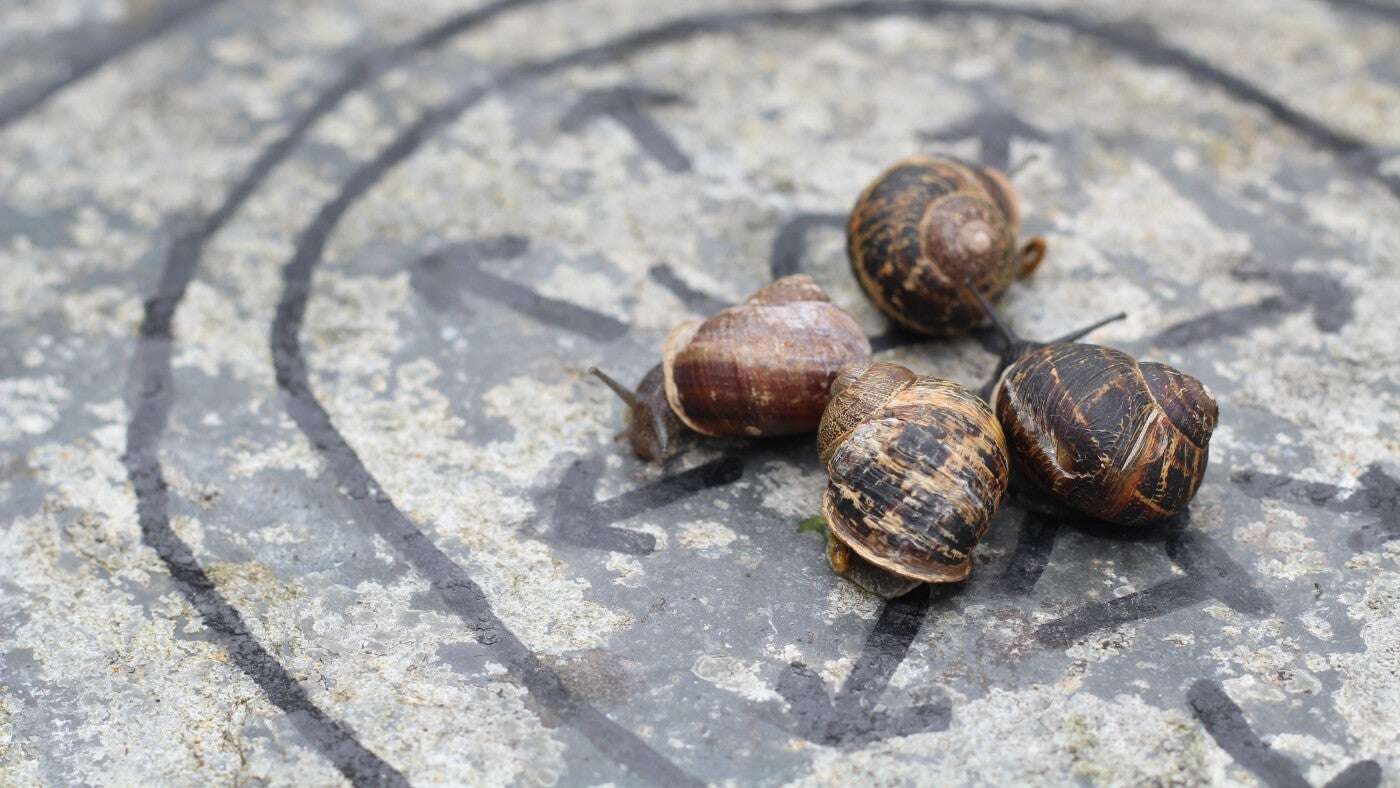 Esportes mais bizarros