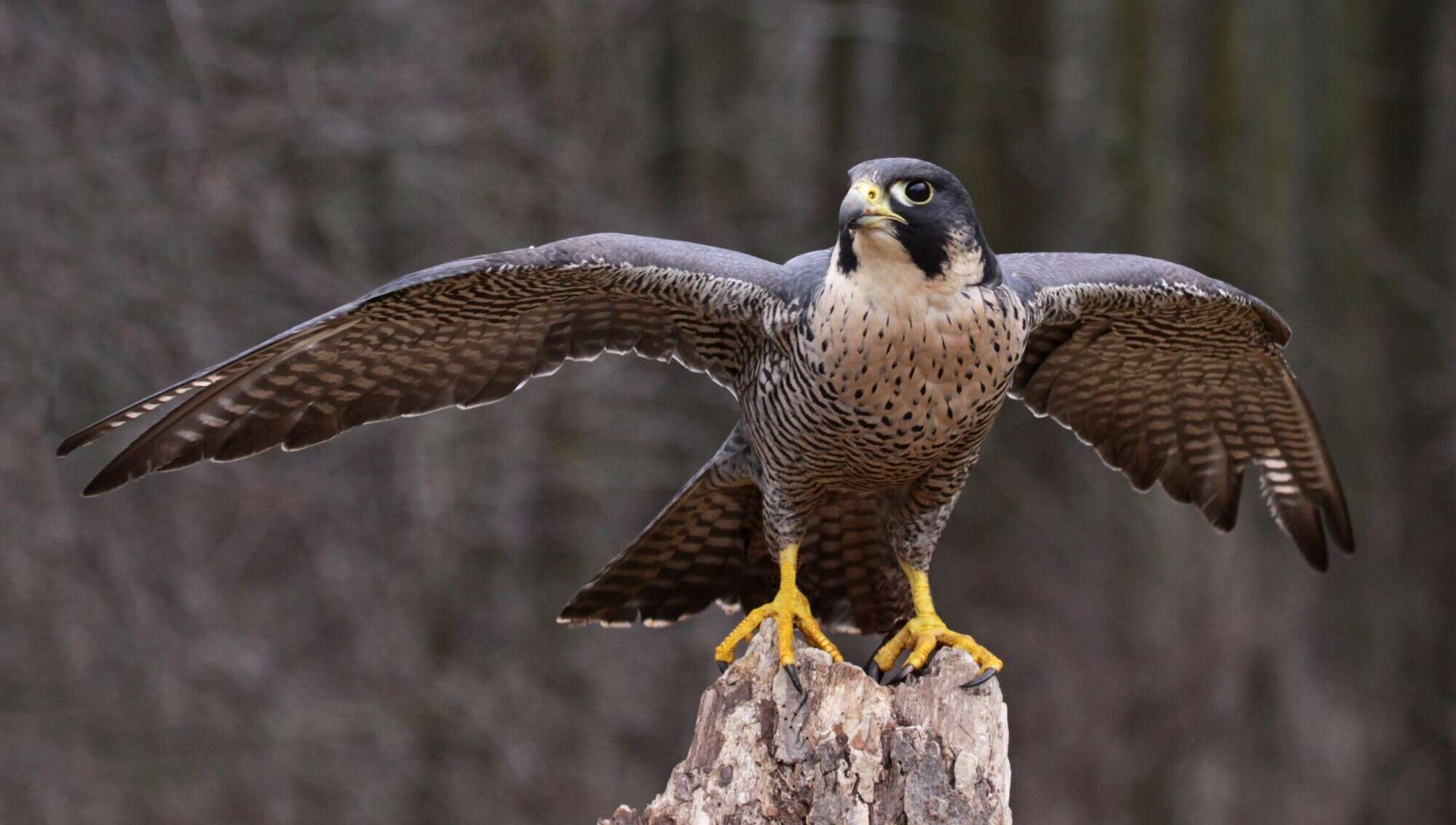 Animal mais rápido do mundo Falcão Peregrino