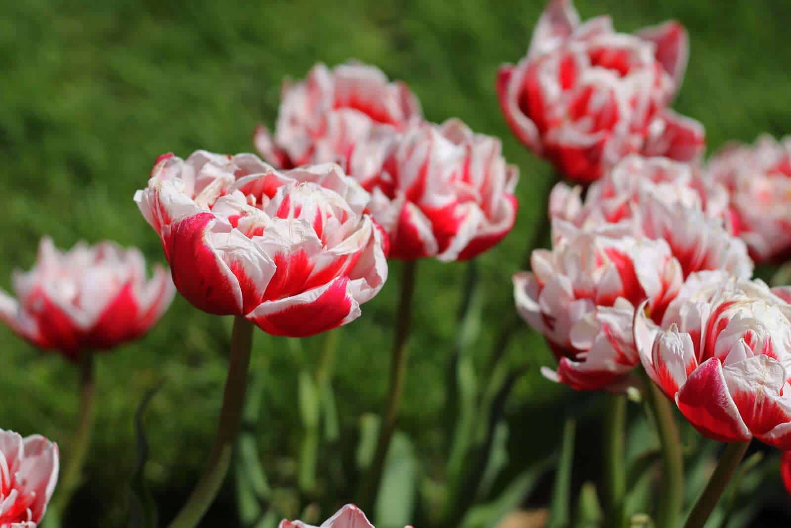 flores