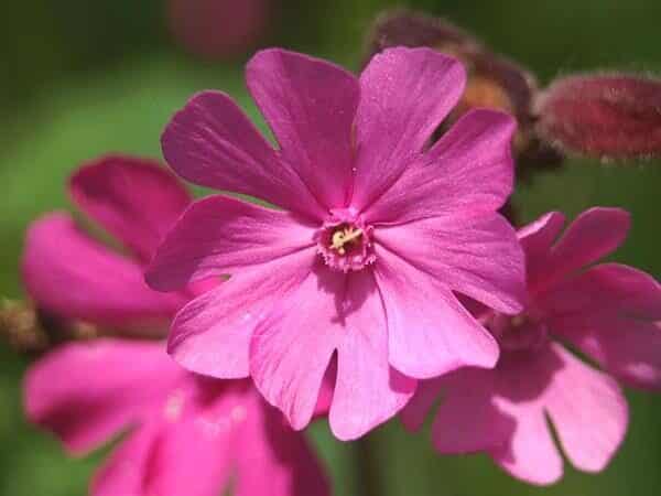 flores