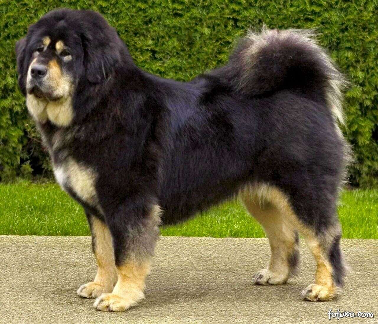 Mastim Tibetano