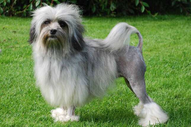Pequeno cão leão