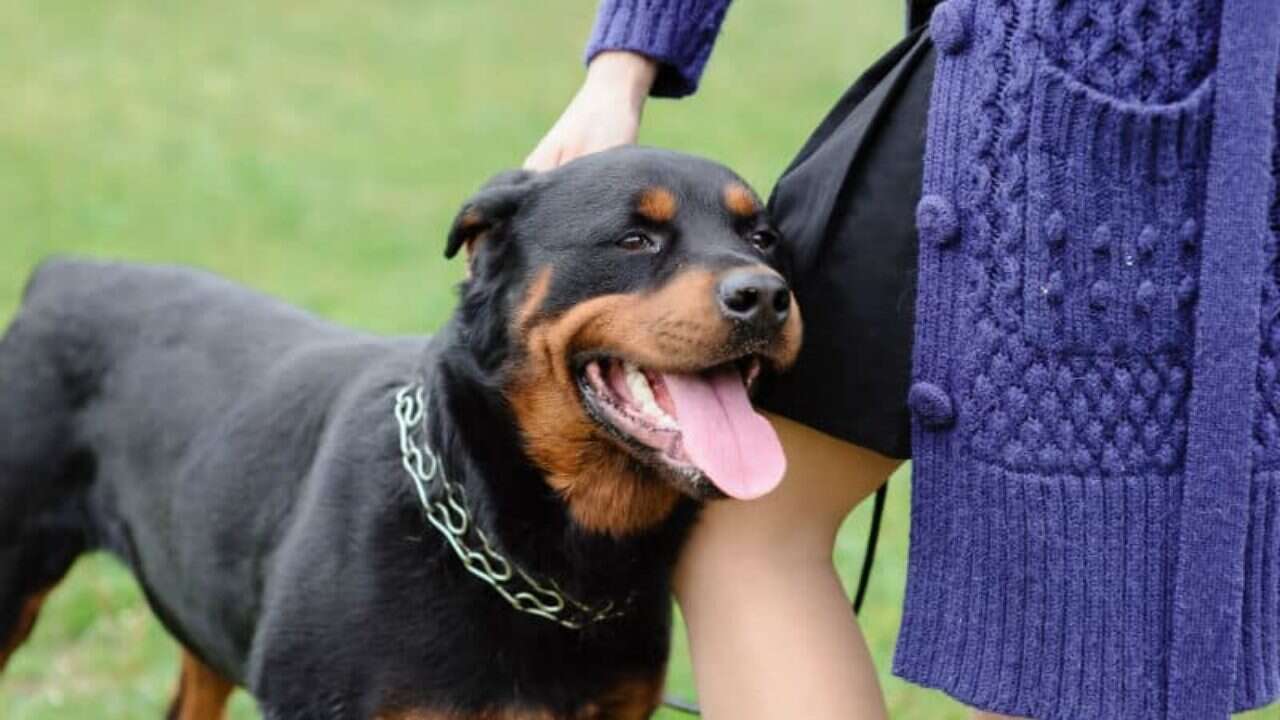 Rottweiler