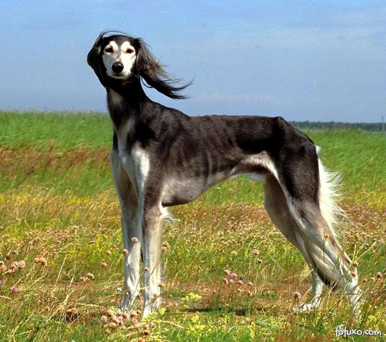 Cachorro Saluki