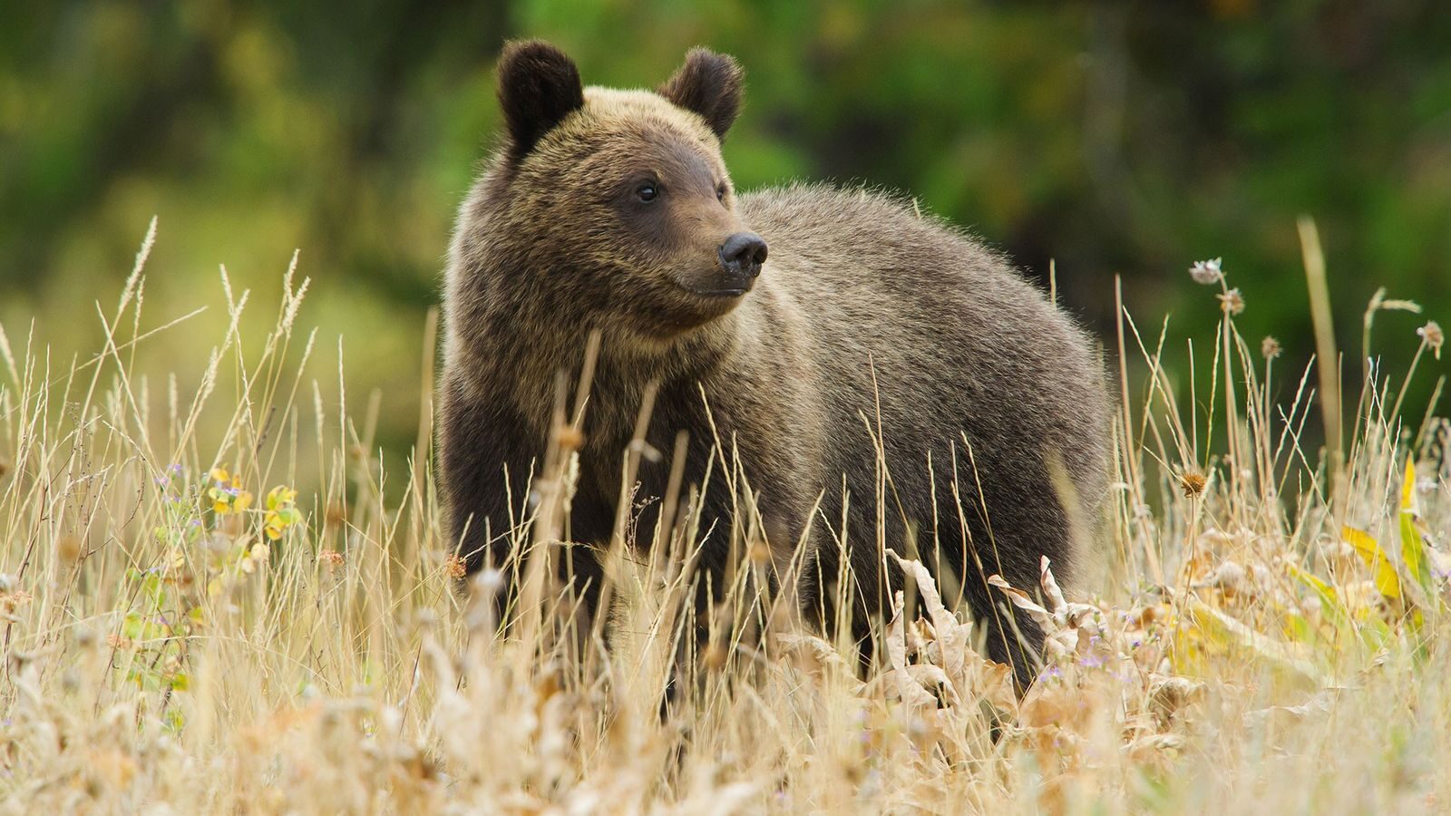 Urso cinzento