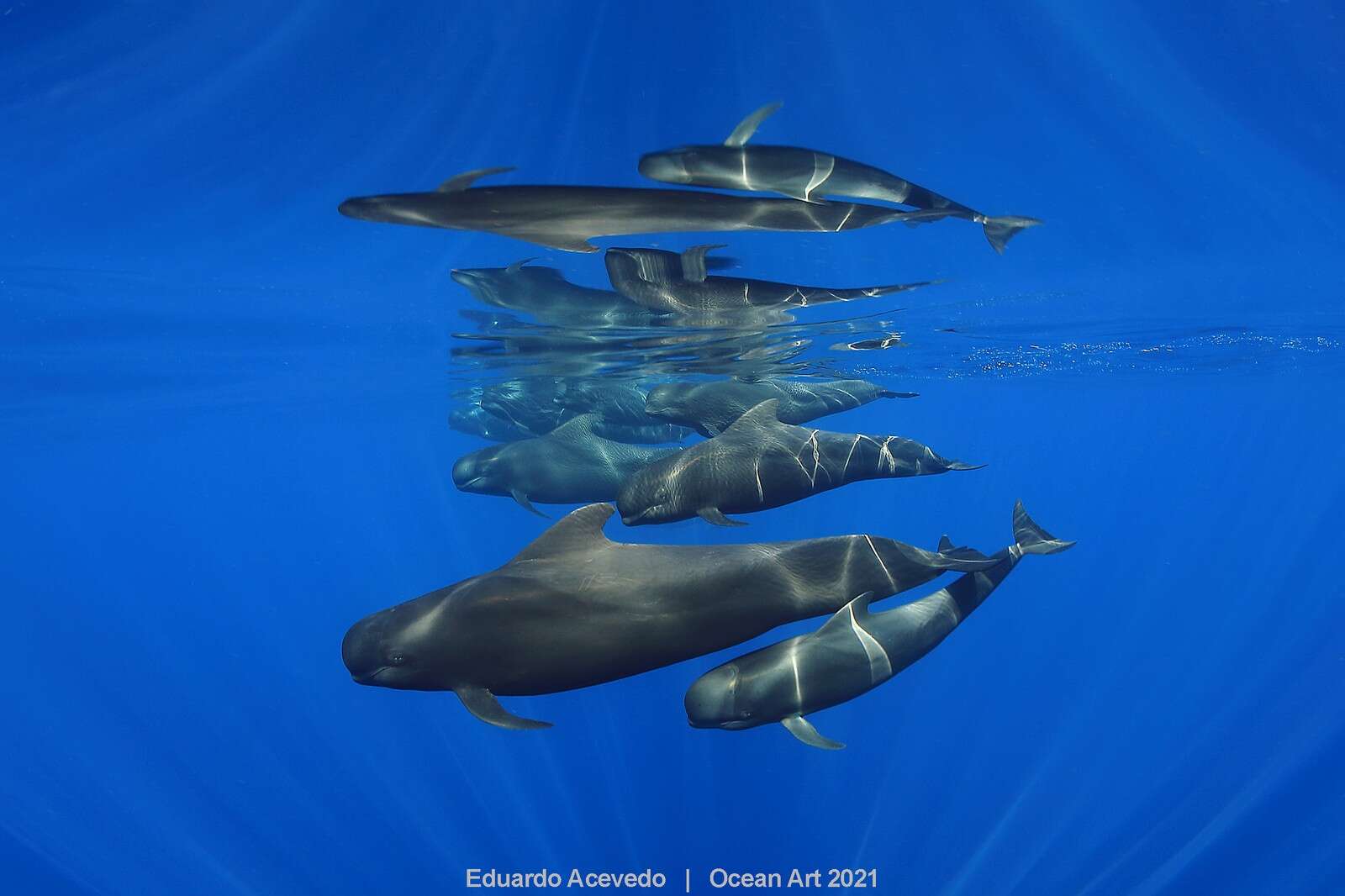Fotografia Ocean Art 1