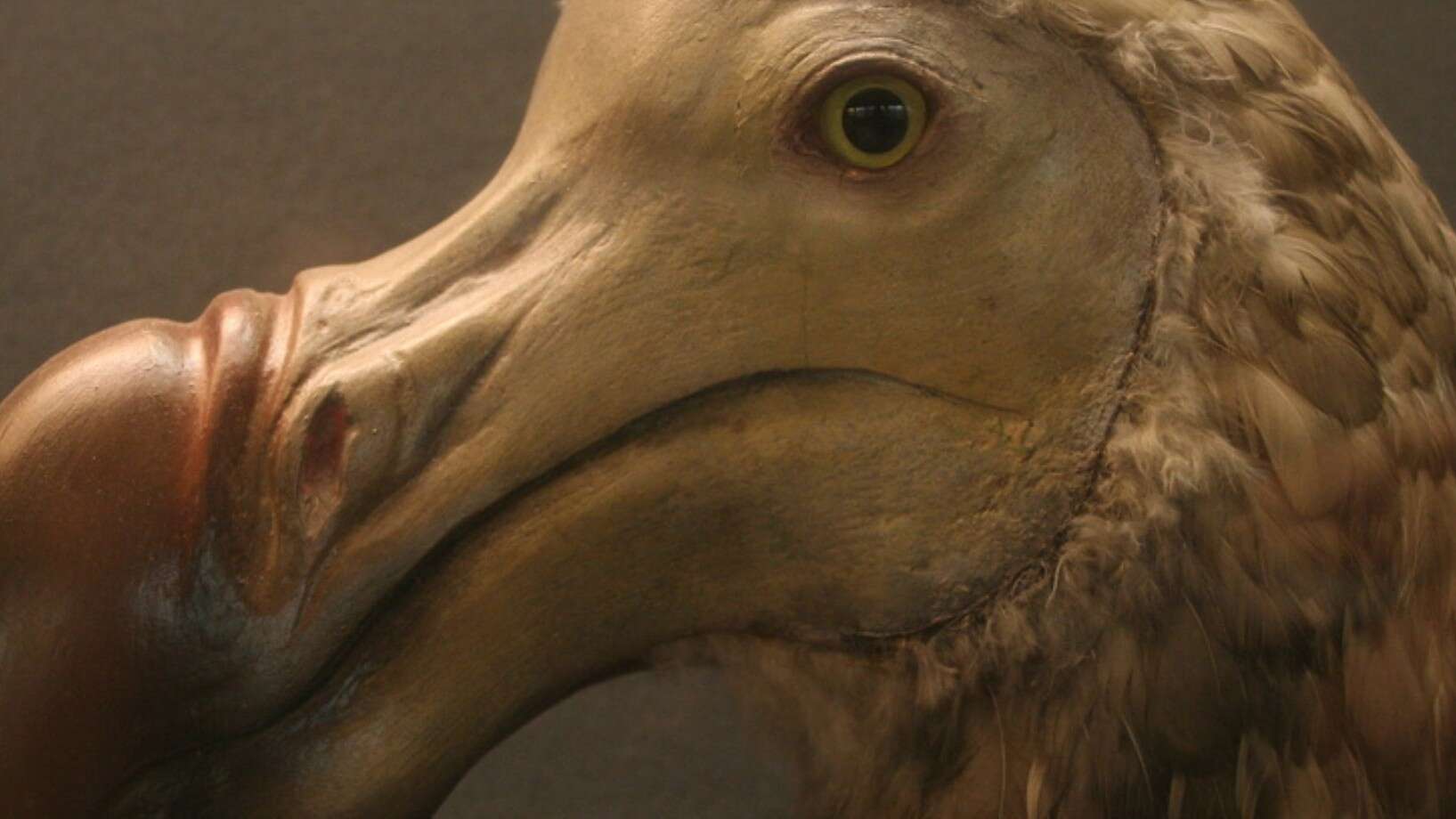Dodô