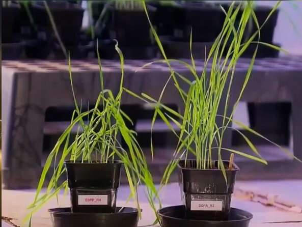 plantas