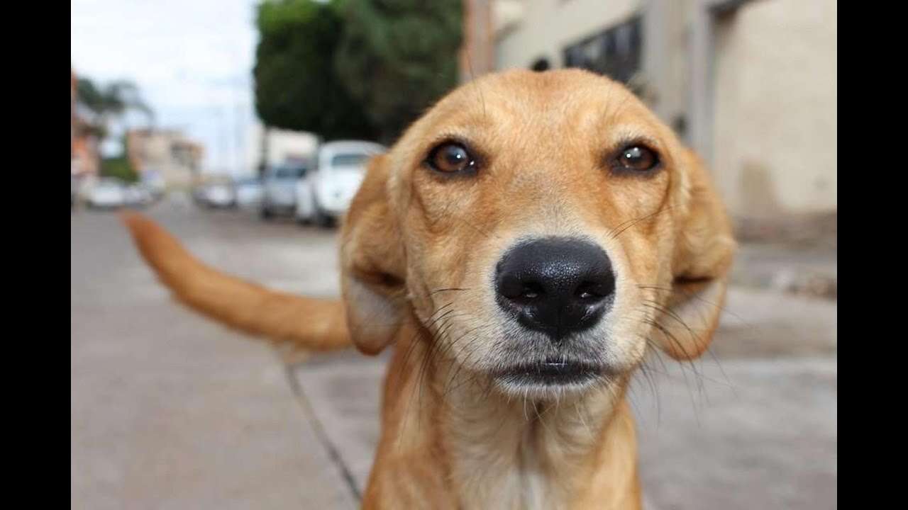 Cachorro caramelo