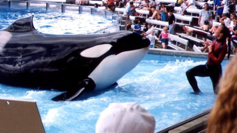 Sea World apresentação