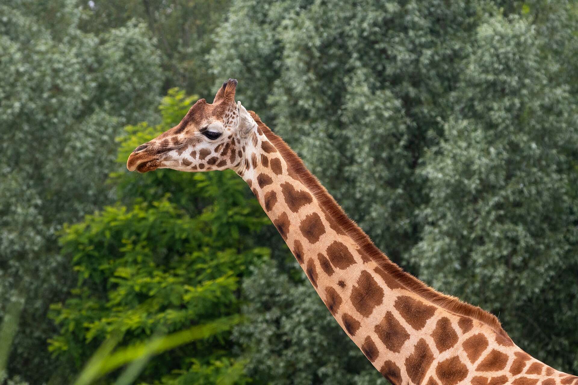 girafas