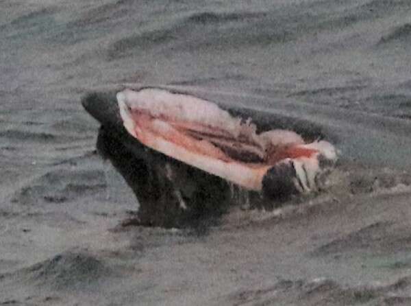 Ataque de orca