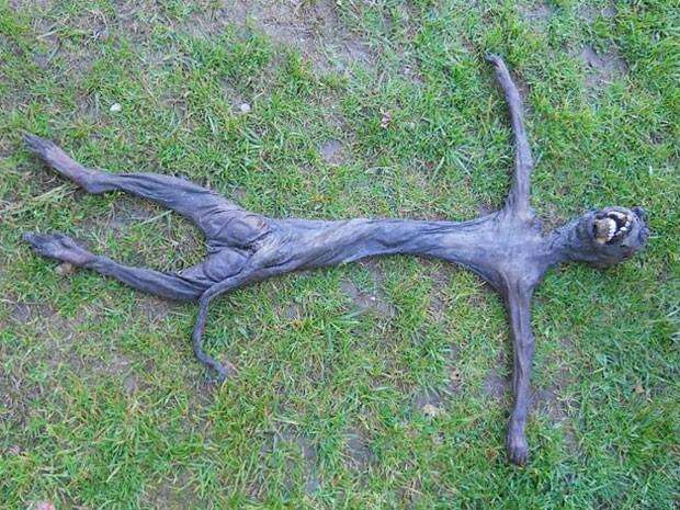 animal