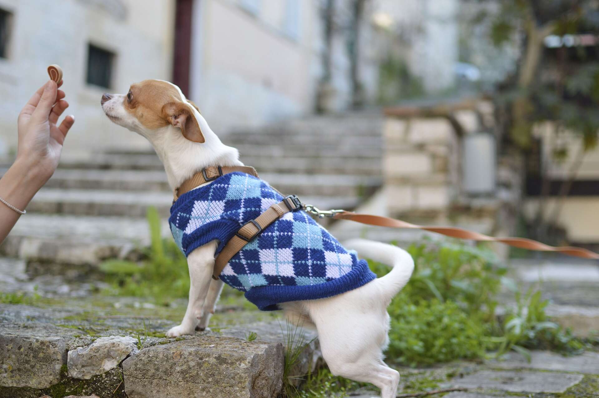 cachorros