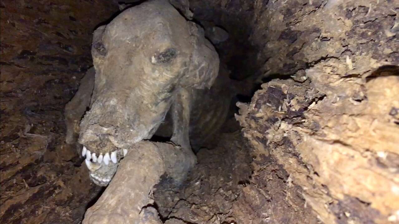 múmia