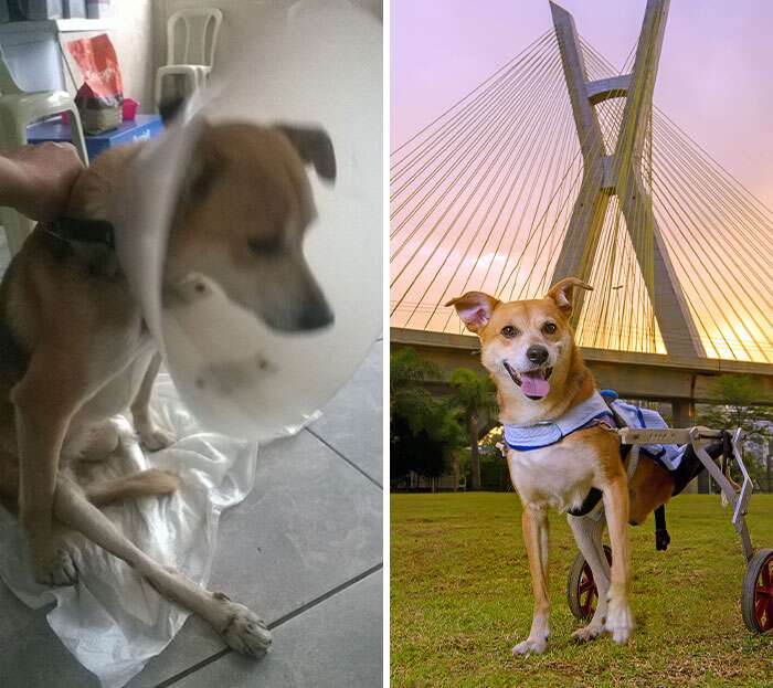 adoção