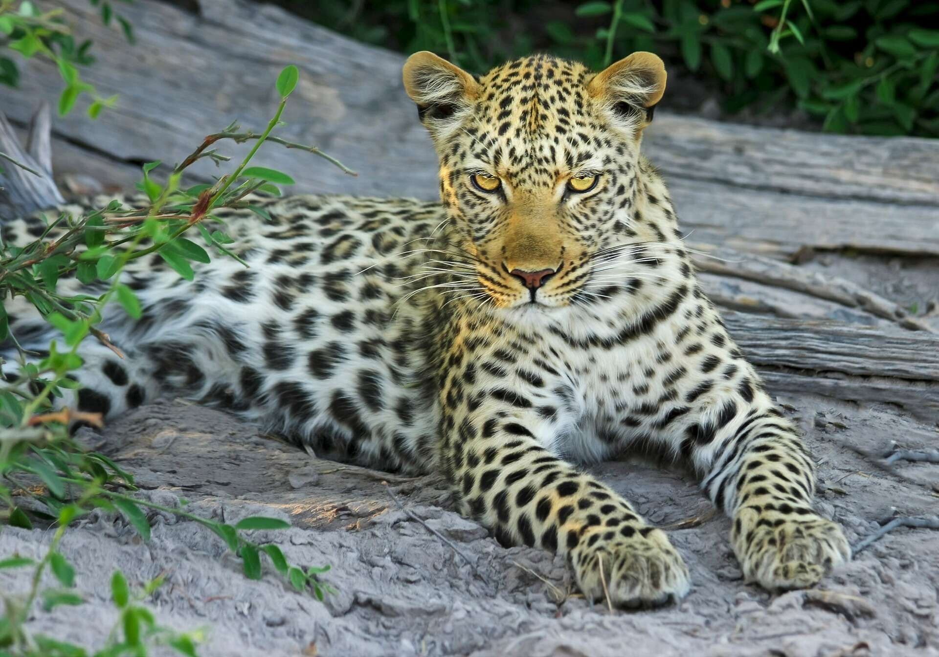 leopardo