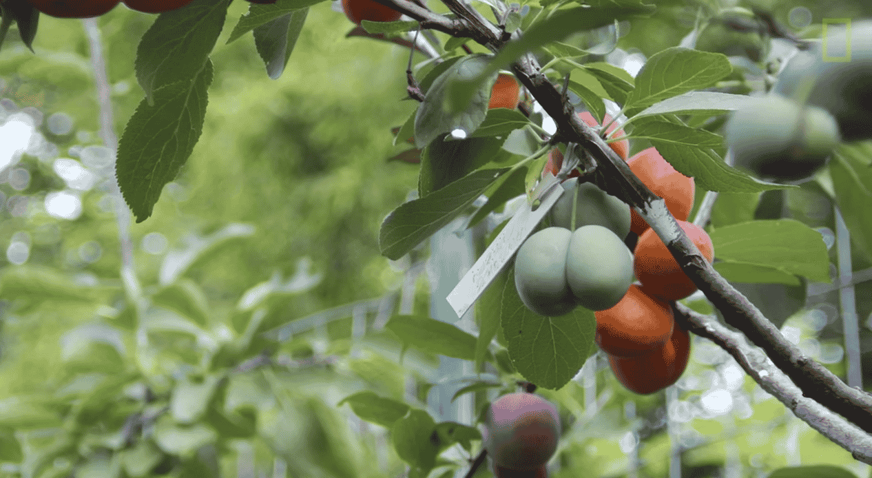 Árvore de 40 frutas