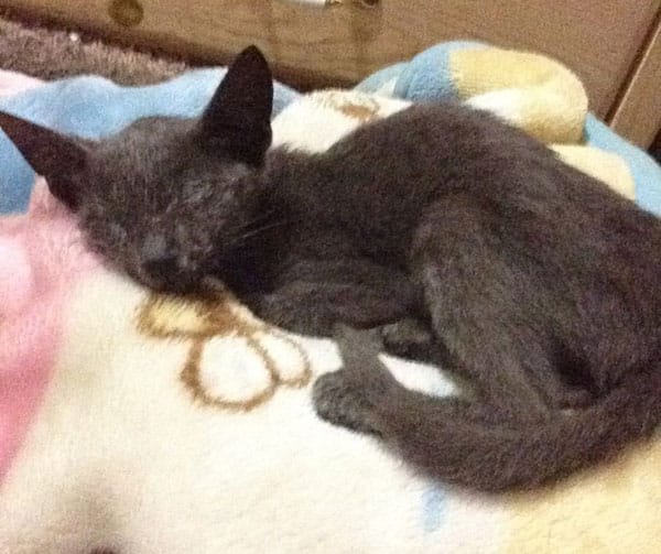 Gato doente