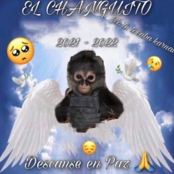 Macaco El Changuito