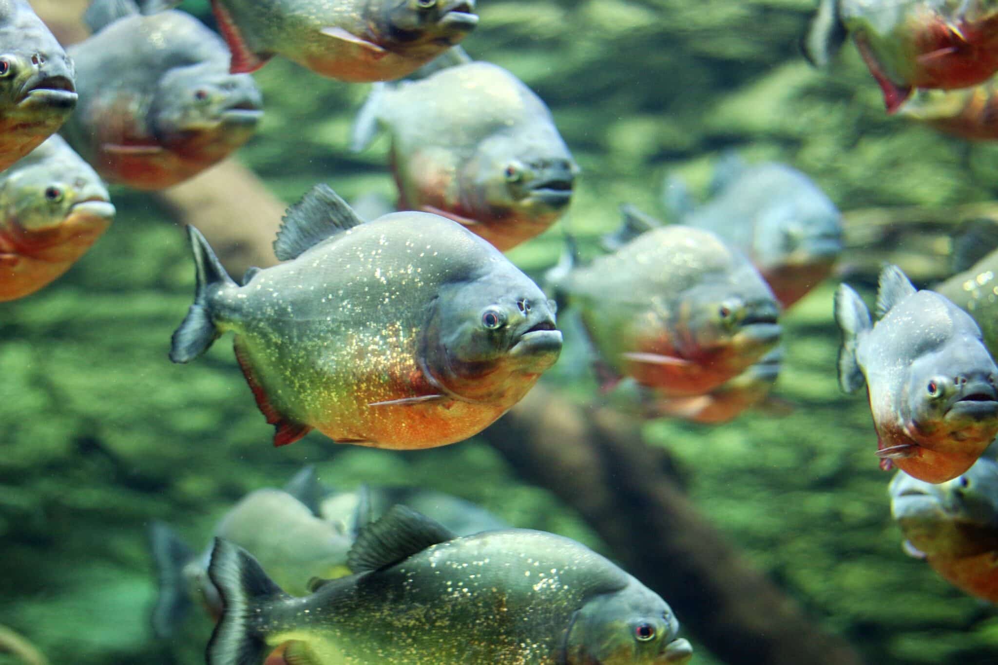 Piranhas