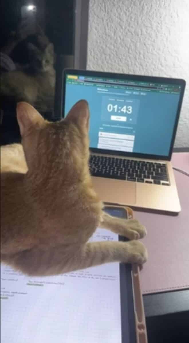 Gato Suki