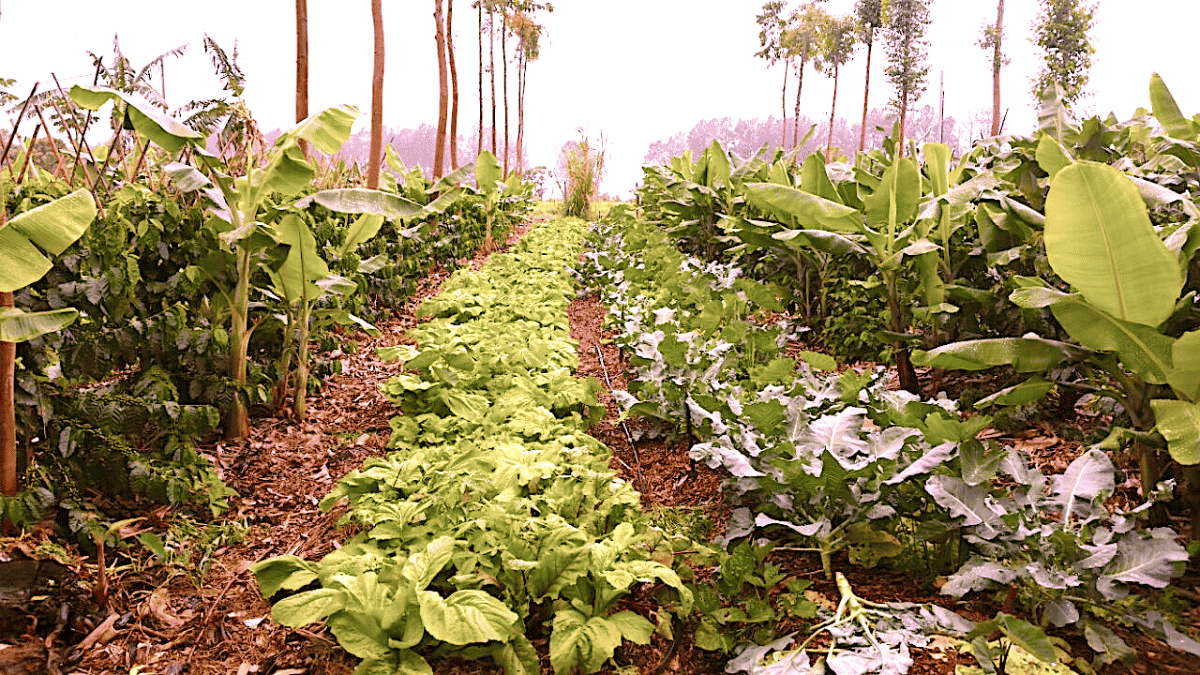 agroflorestas