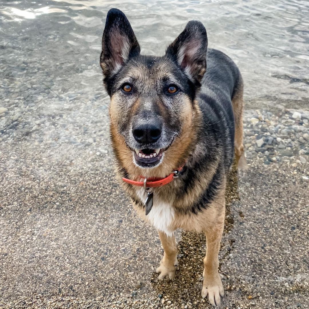 cadela