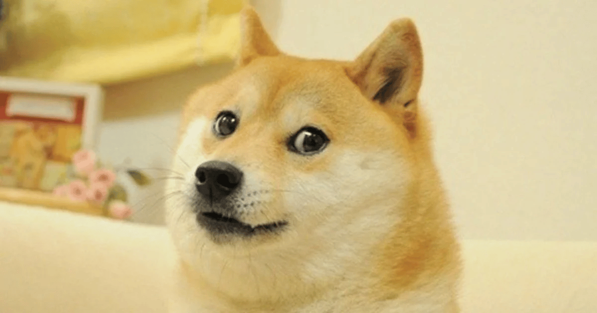 Meme doge