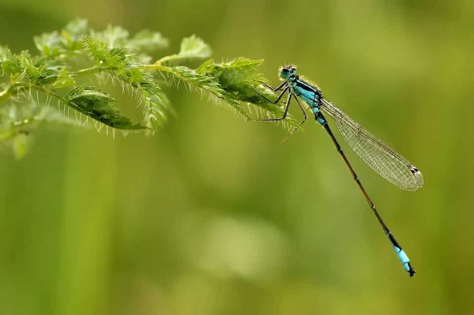 insetos