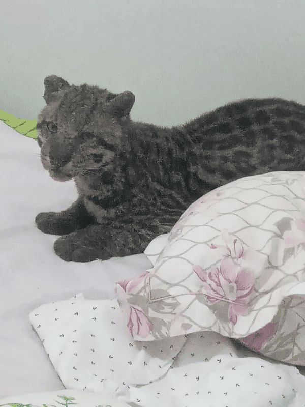 jaguatirica animal selvagem