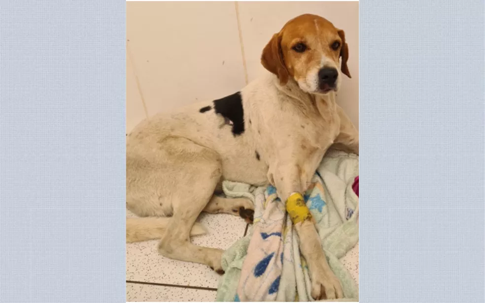 perdigão cachorro atropelado