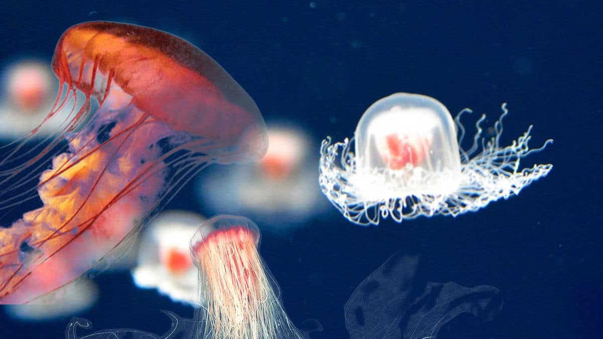 animais imortais