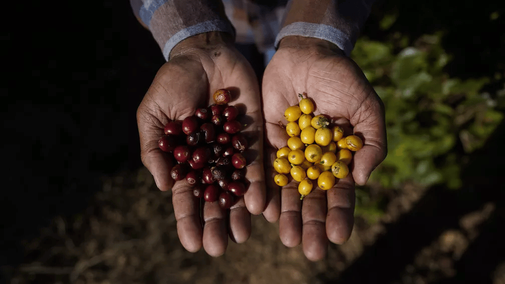 frutos de café de fazenda