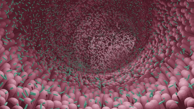 microbiotas