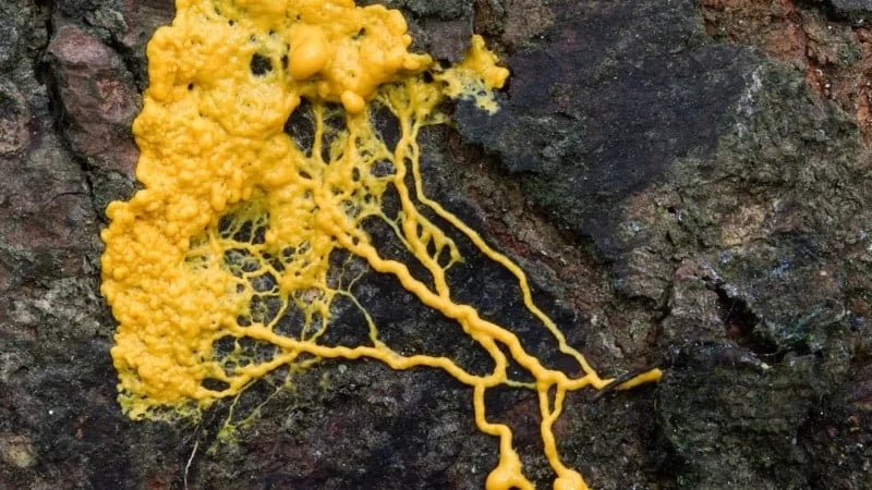 Blob, a criatura que nos obriga a questionar se somos a espécie mais ...