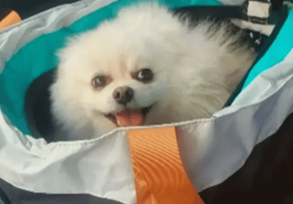 jon snow cachorro morto por intoxicação