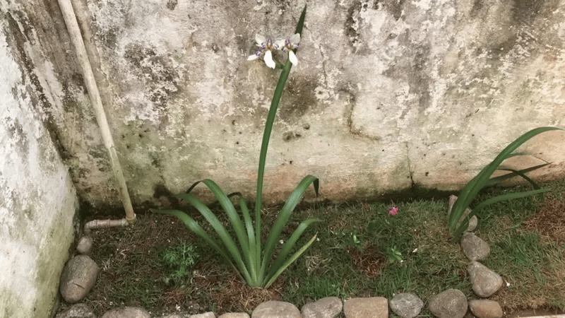 Mulher enterrada em jardim de casa