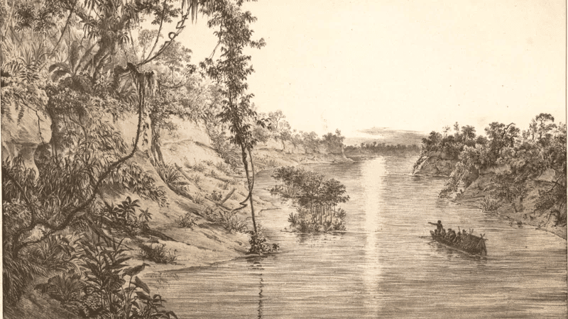 flora brasileira de Carl von Martius