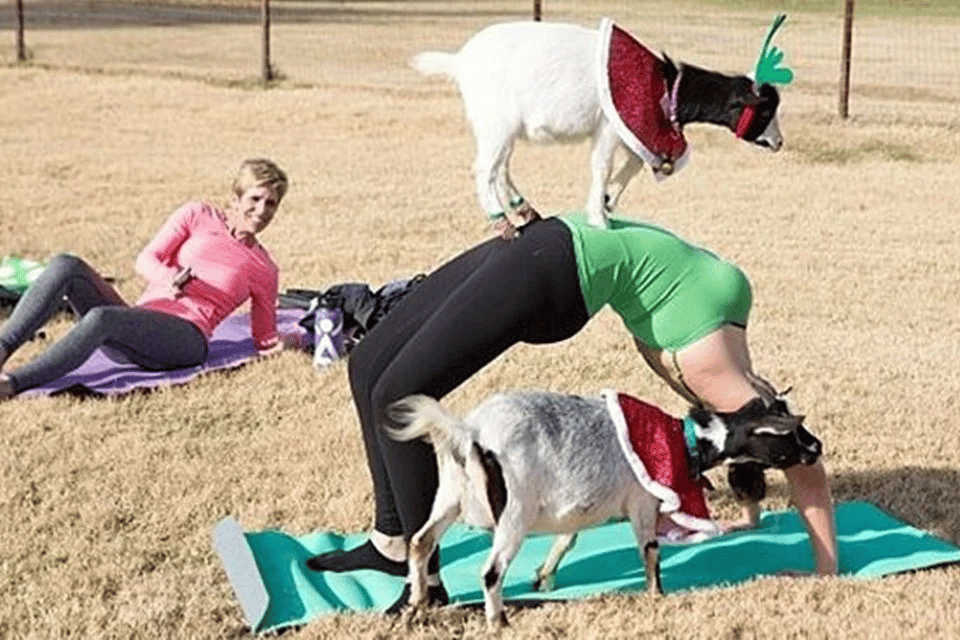 ioga com cabras