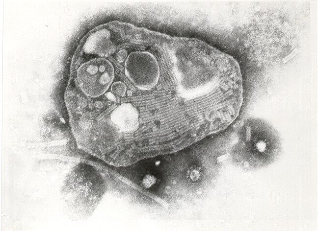 paramixovírus pombos