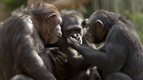 chimpanzé