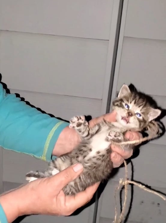 Um gatinho resgatado com barbante nas mãos do homem.