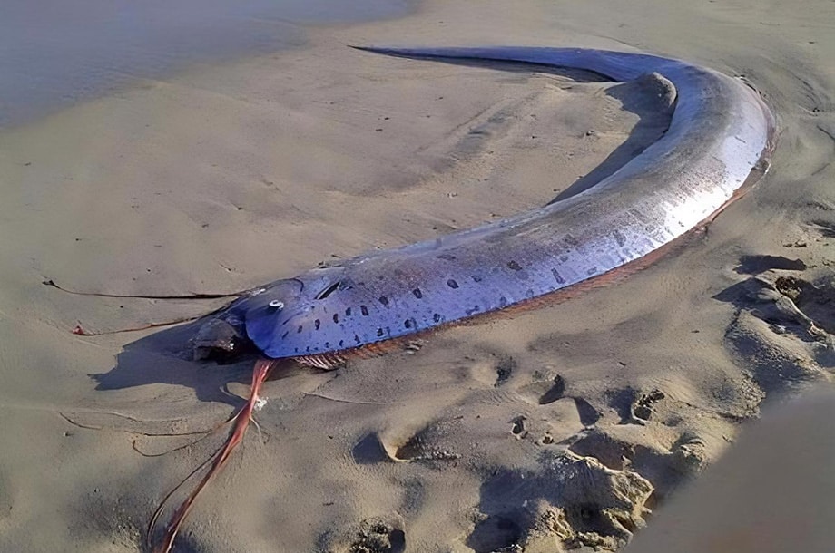 peixe do fim do mundo