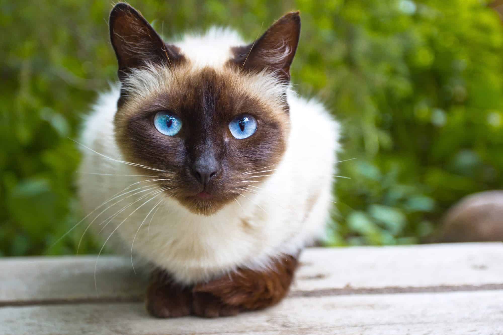Imagem: Whiskas (Reprodução)