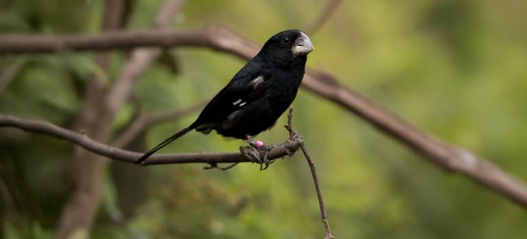Pássaro canoro, bicudo está ameaçado de extinção no Brasil - Foto: Diego B. S. Gomes