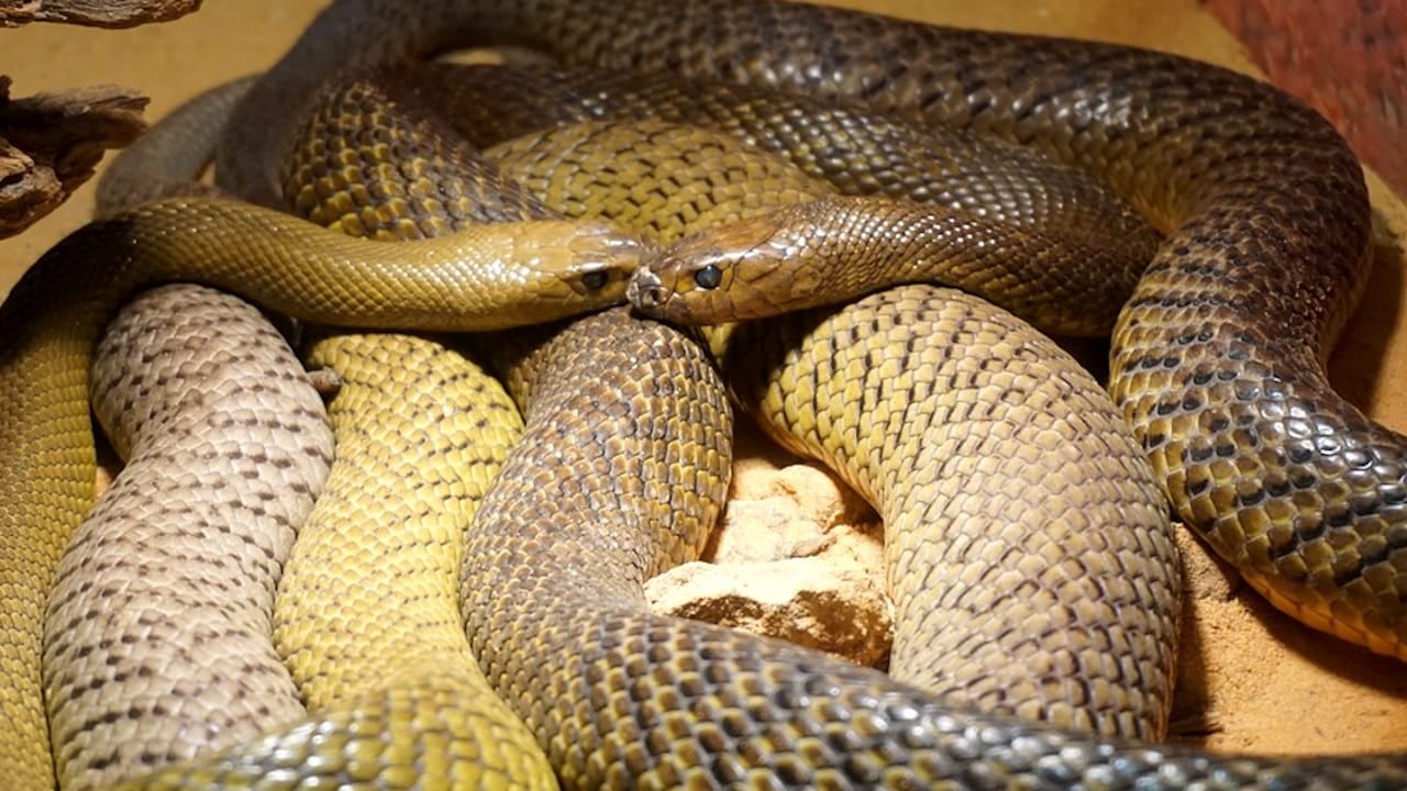 serpentes demonstrando comportamento de canibalismo, estudo indica evolução do hábito