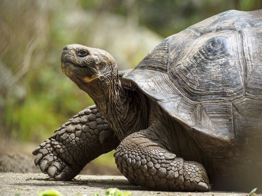 Tartarugas gigantes reintroduzidas na Ilha Floreana durante projeto de conservação em Galápagos