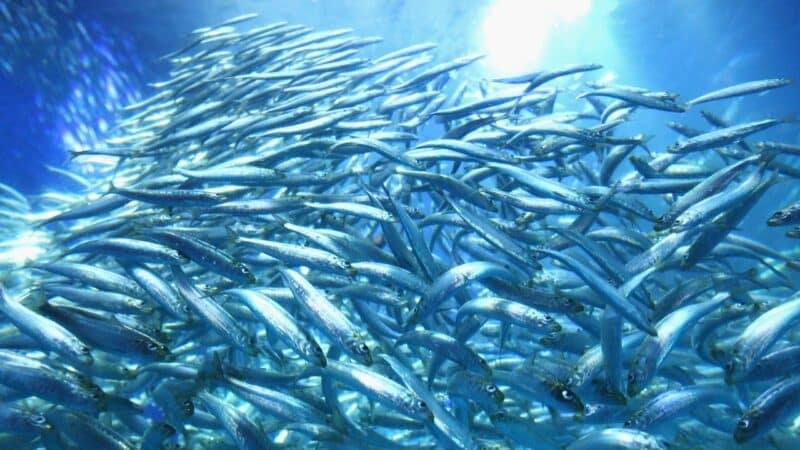 Cardume de peixes em oceano afetado pelo aquecimento global