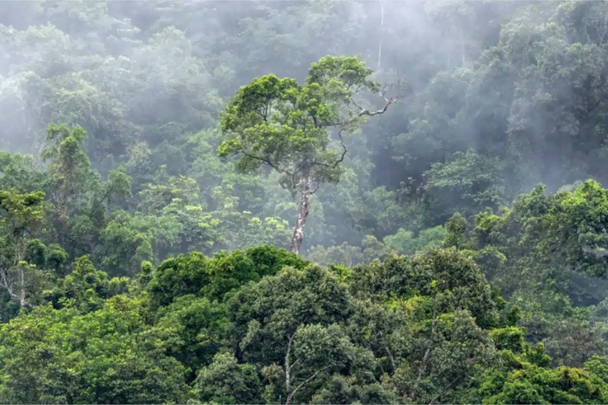 Floresta amazônica responsável por gerar grandes volumes de chuva na América do Sul